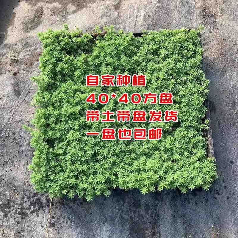40公分方盘，中华景天大量出售，17.8/盘，一平方6盘