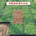 40公分方盘，中华景天大量出售，17.8/盘，一平方6盘