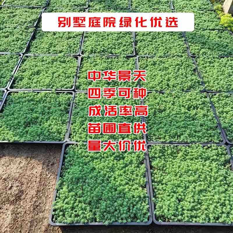 40公分方盘，中华景天大量出售，17.8/盘，一平方6盘