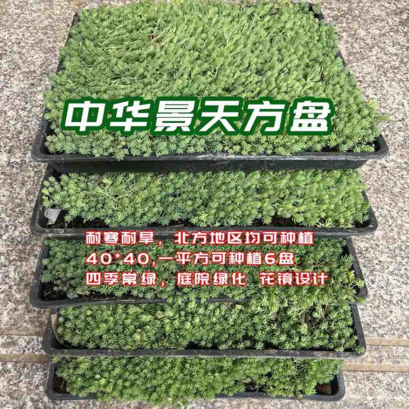 40公分方盘，中华景天大量出售，17.8/盘，一平方6盘