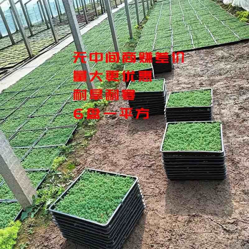 40公分方盘，中华景天大量出售，17.8/盘，一平方6盘