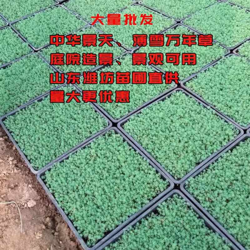 40公分方盘，中华景天大量出售，17.8/盘，一平方6盘