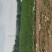 沃土5号土豆