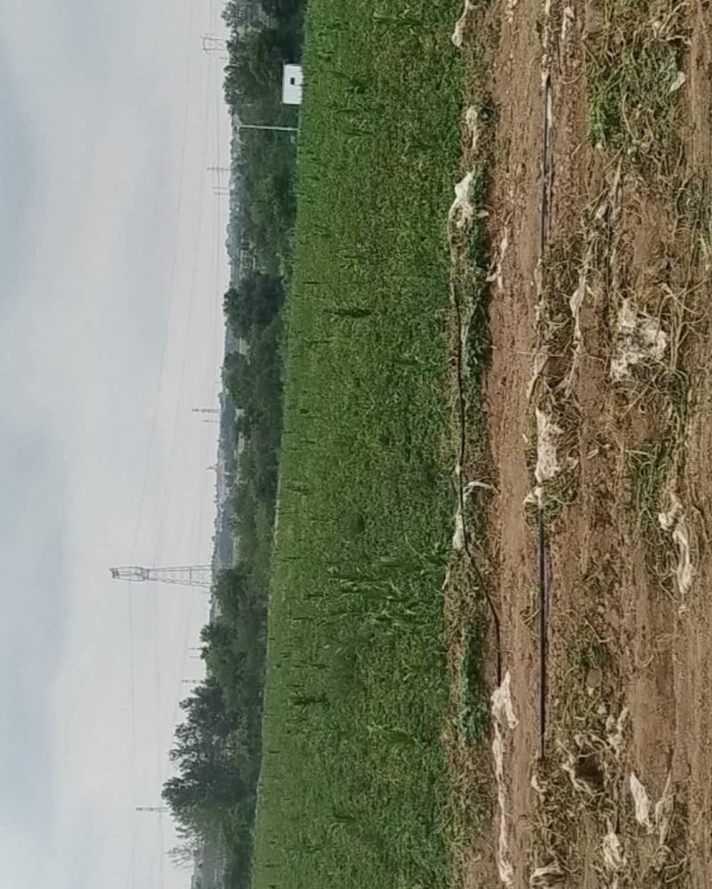 沃土5号土豆