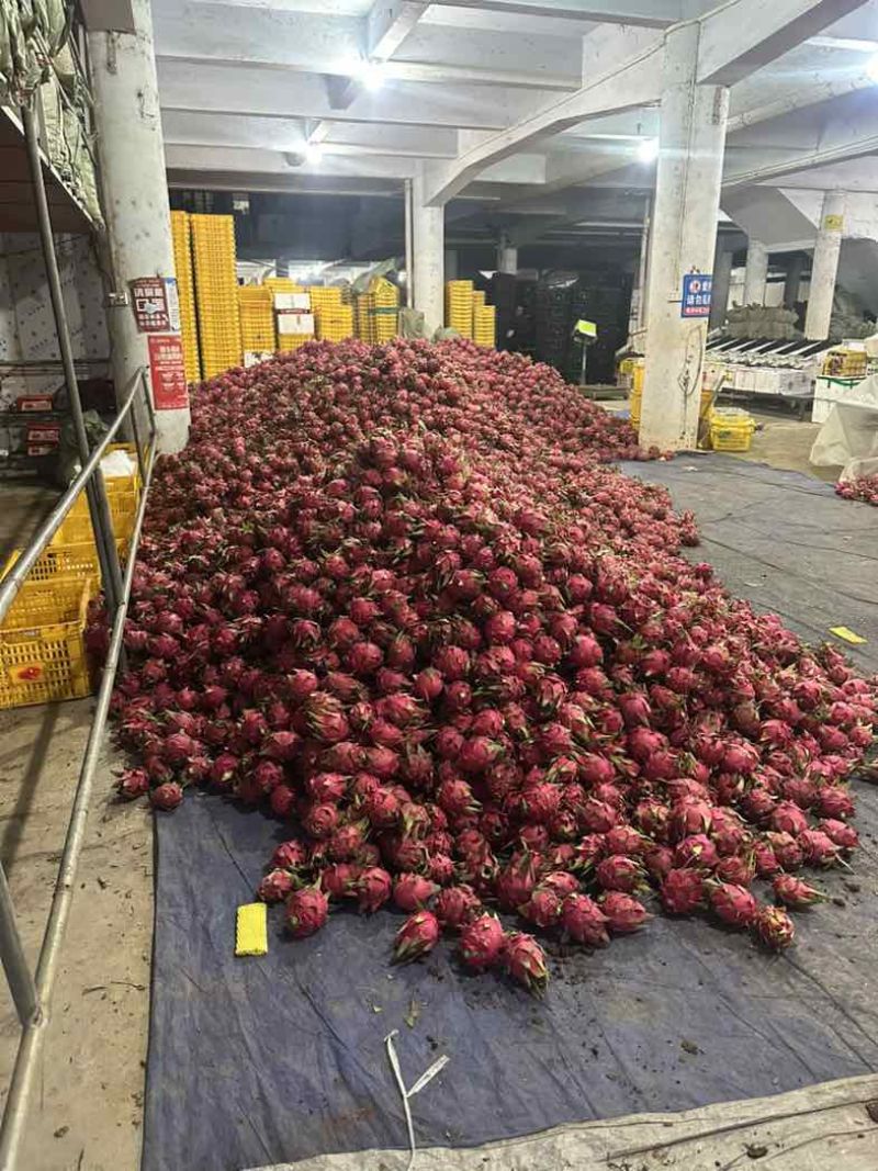 湛江精品火龙果