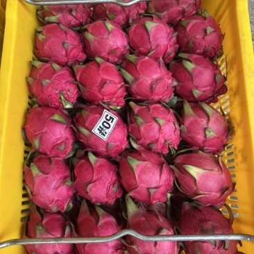 湛江精品火龙果