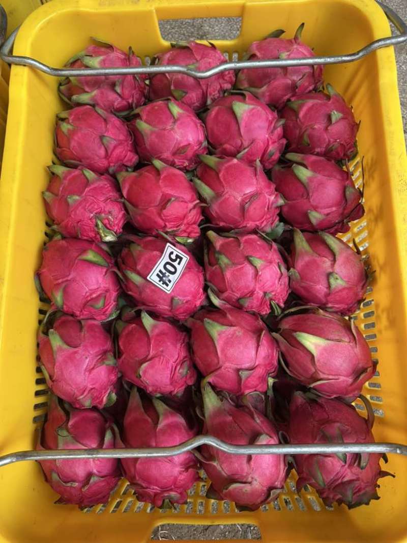 湛江精品火龙果