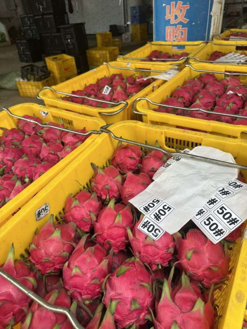 湛江精品火龙果