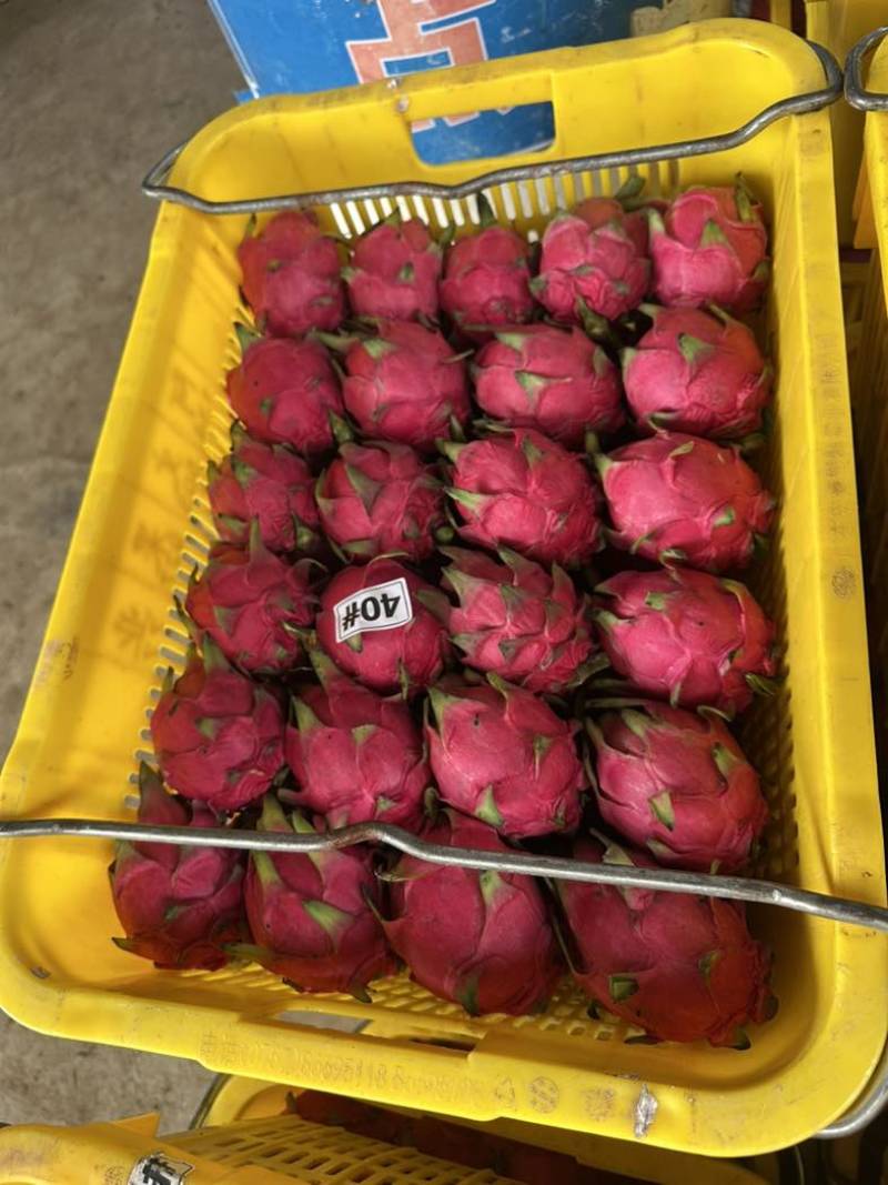 湛江精品火龙果