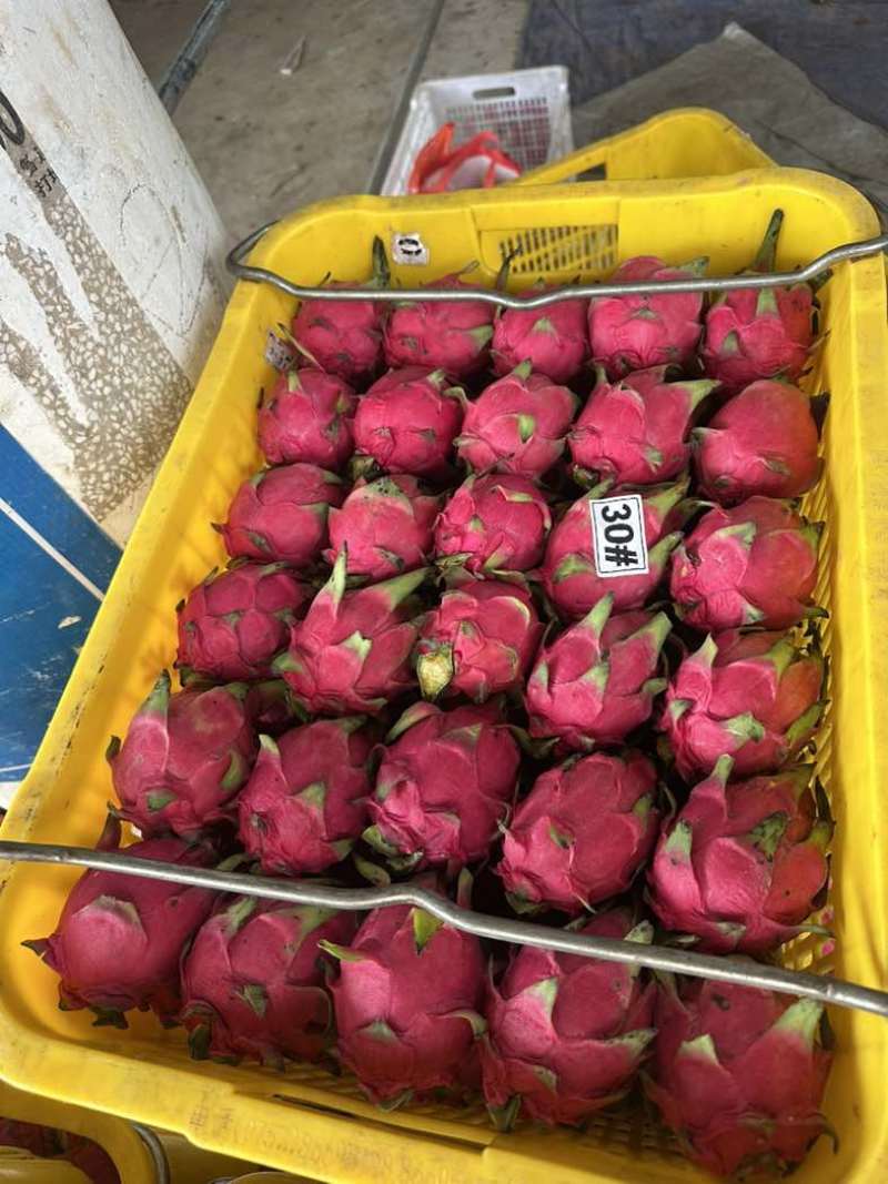 湛江精品火龙果