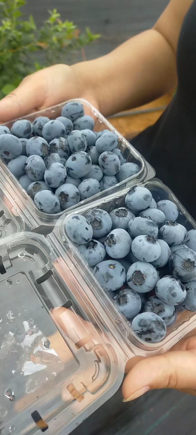 精品蓝莓