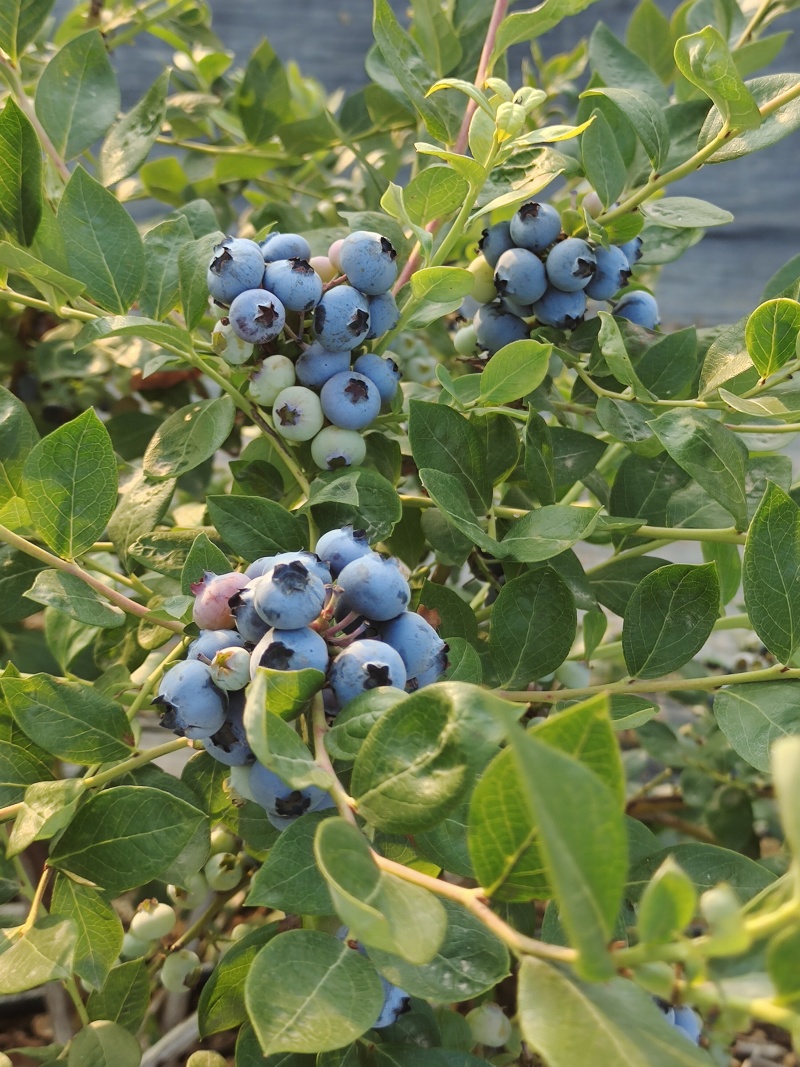 精品蓝莓