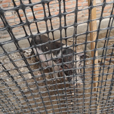 小香猪种猪活猪自提不管送