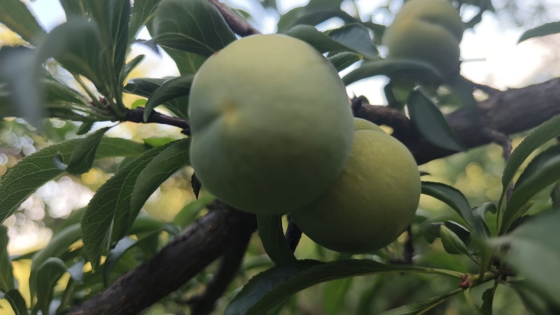 六马蜂糖李