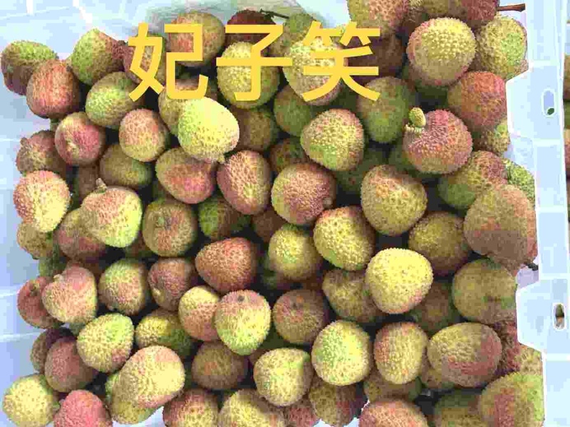 妃子笑荔枝