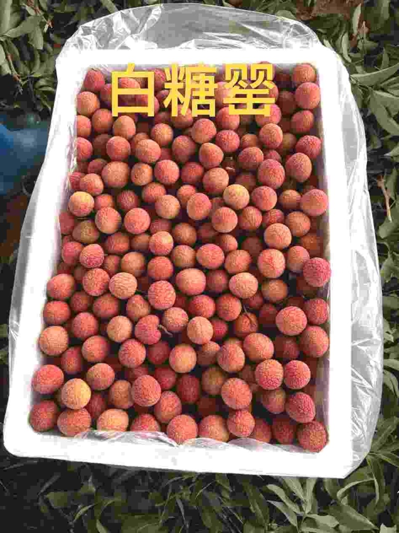 妃子笑荔枝