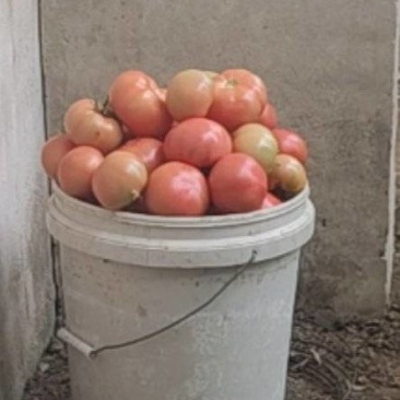 菜柿子批发
