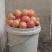 菜柿子批发