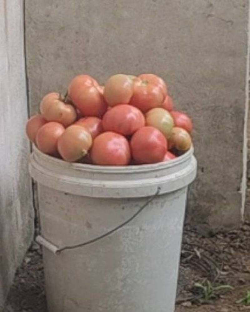 菜柿子批发