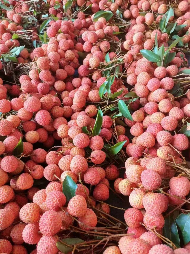 广东高州桂味荔枝