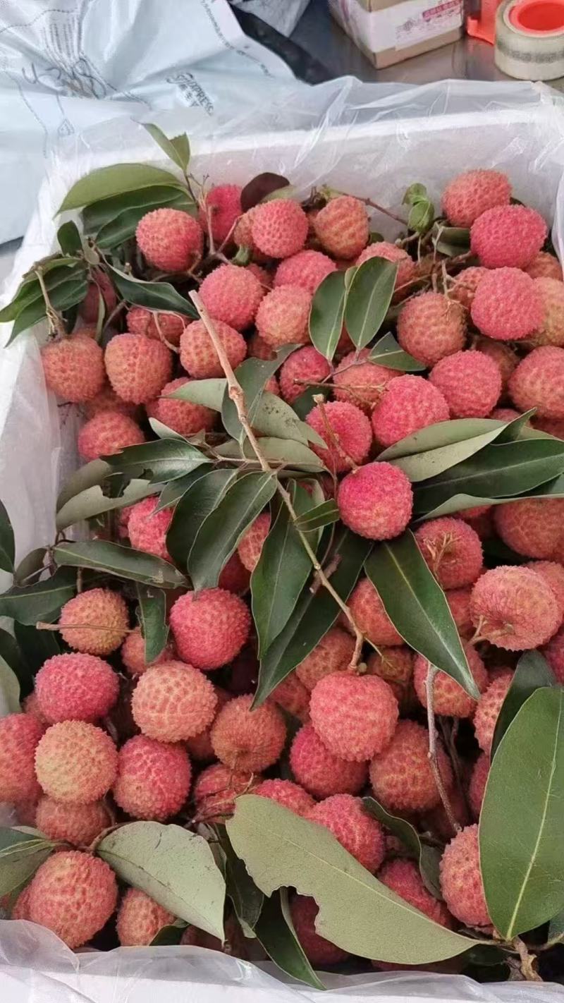 广东高州桂味荔枝