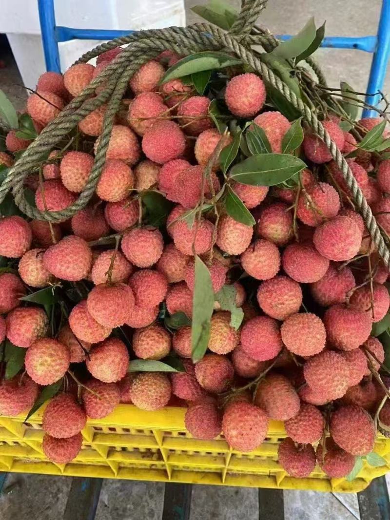 广东高州桂味荔枝