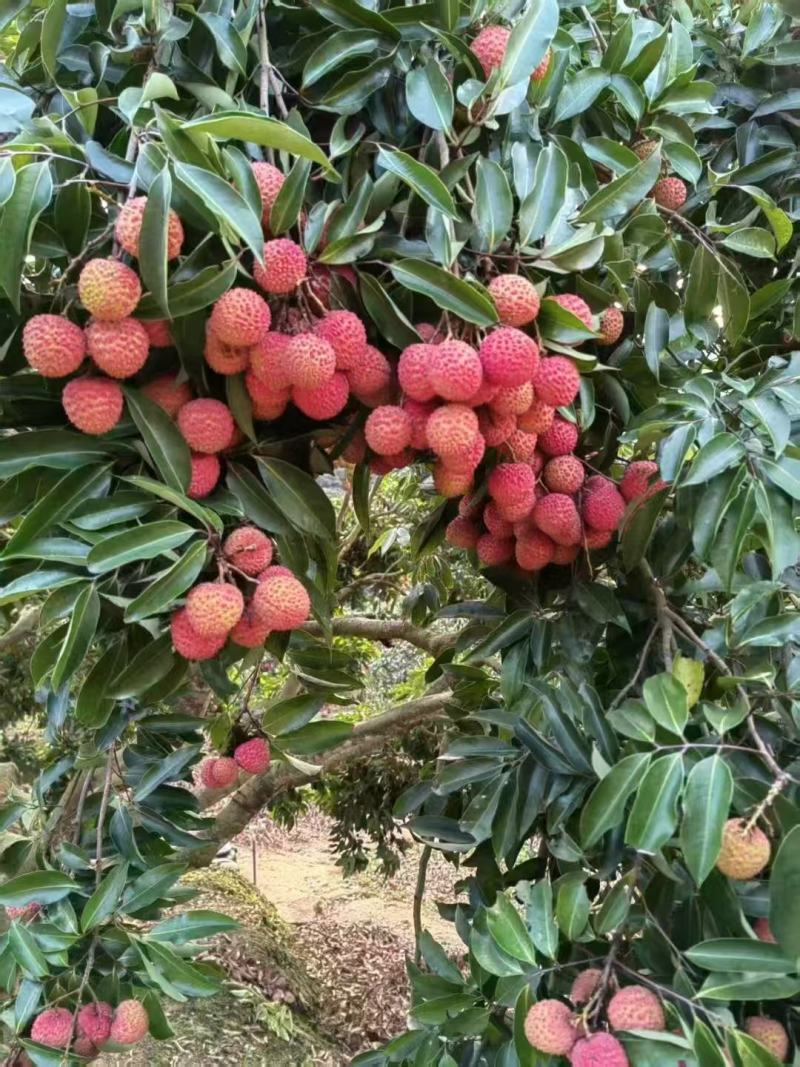 广东高州桂味荔枝