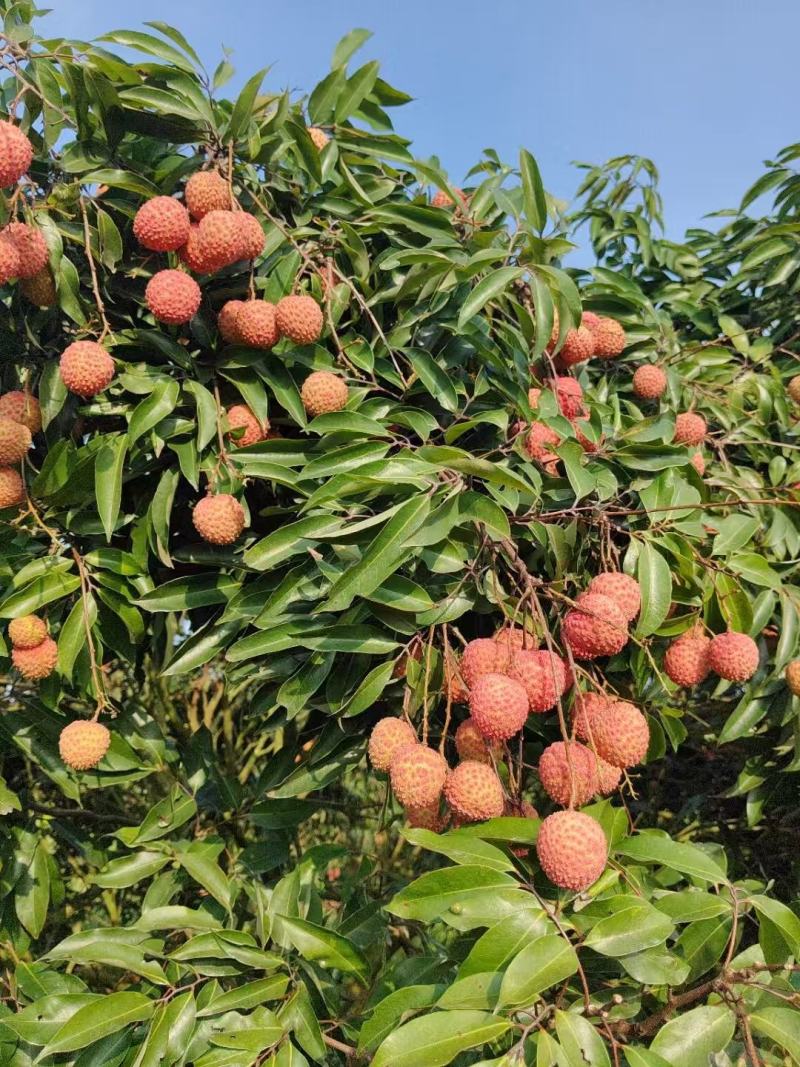 广东高州桂味荔枝