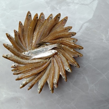 广东惠东新鲜白条鱼水产批发零售