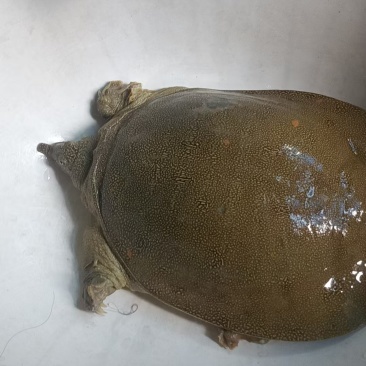 鳖