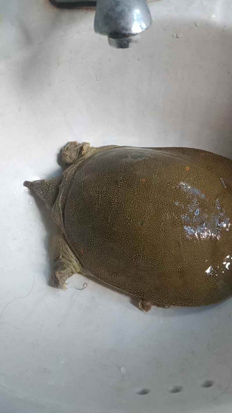 鳖