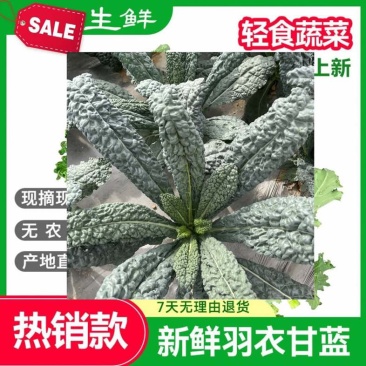 皱叶菜羽衣甘蓝