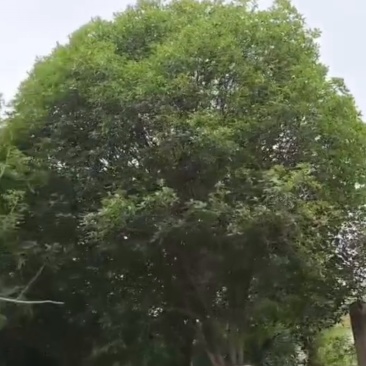 自家桂花树，树龄34年，现因房屋新建，要出售。