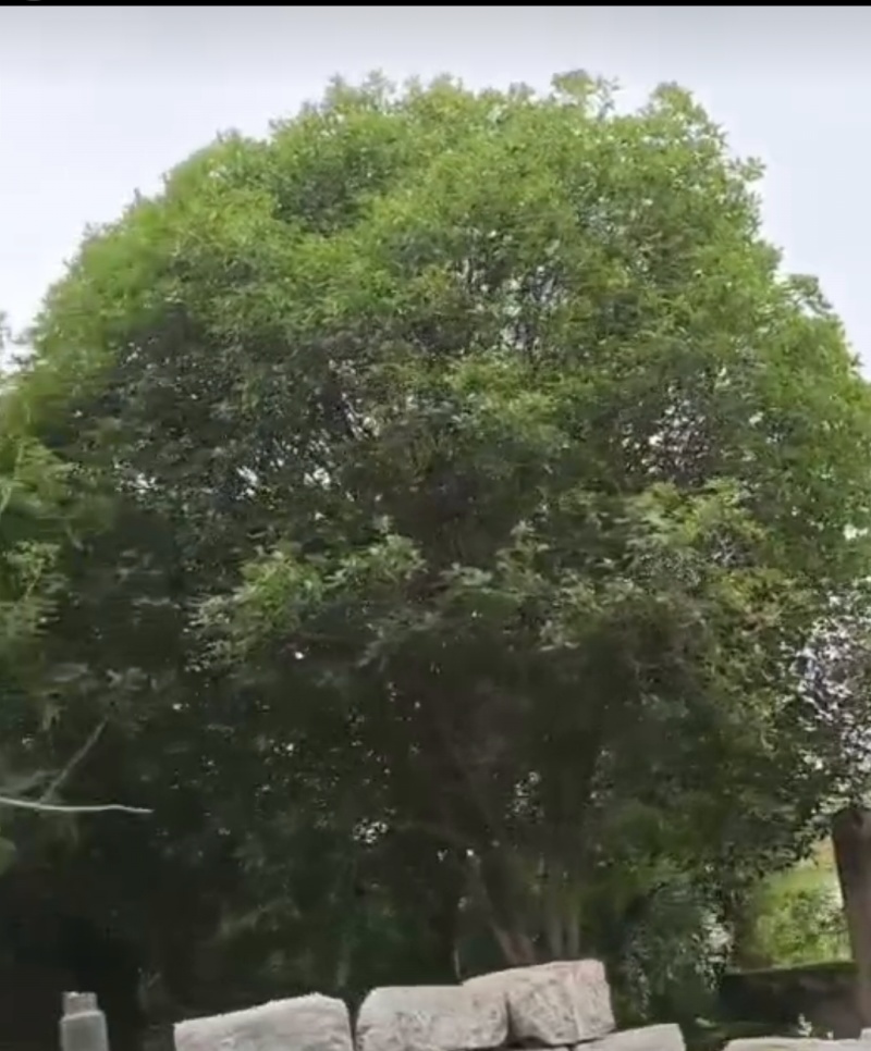 自家桂花树，树龄34年，现因房屋新建，要出售。