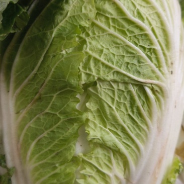玉翠大白菜黄心菜