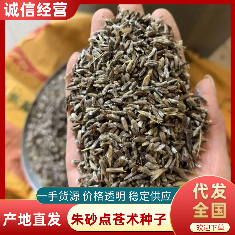 朱砂点苍术种子