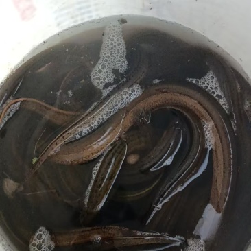 鳝鱼