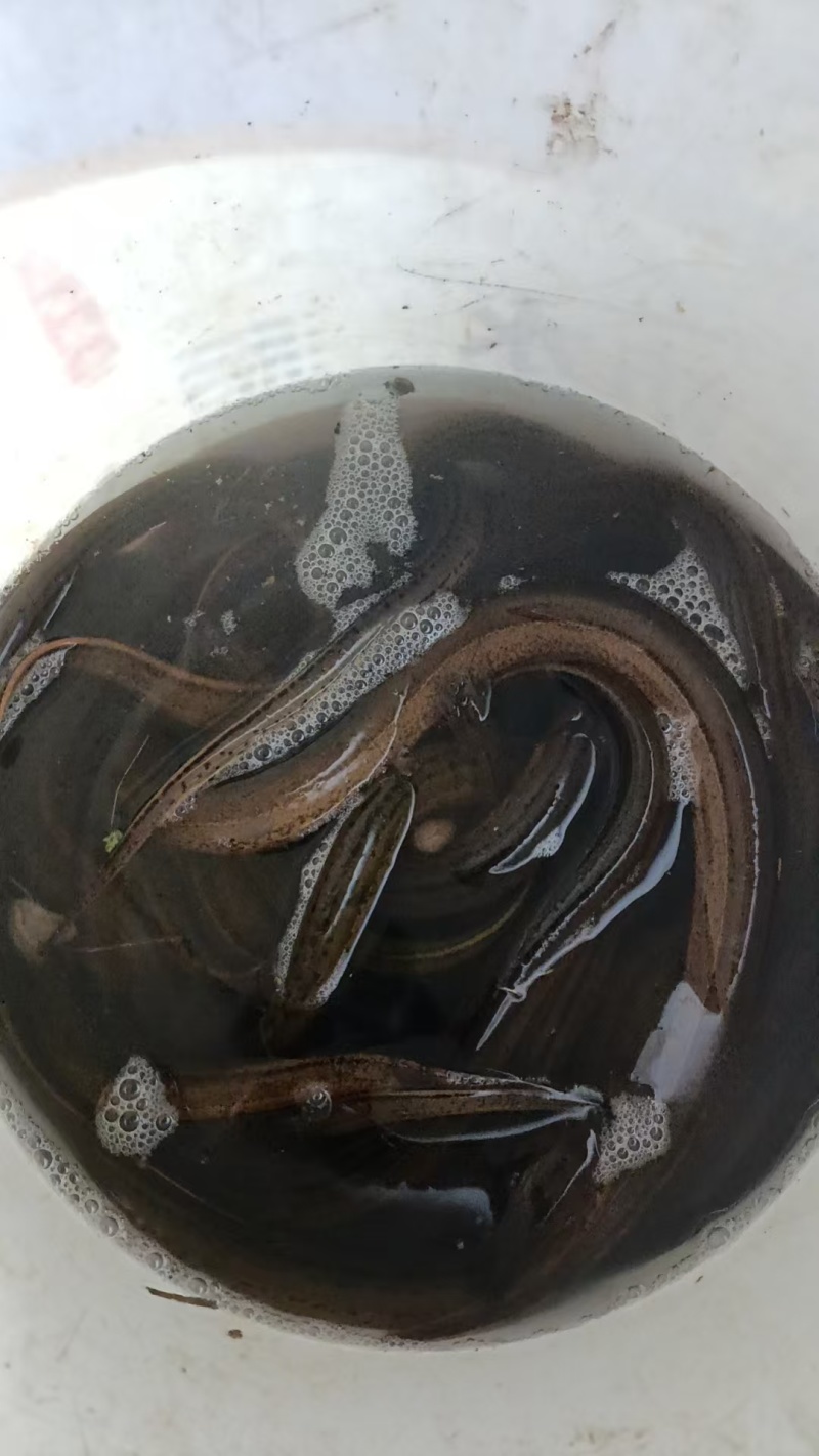 鳝鱼