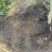 大量出售，松针腐殖土、黑土