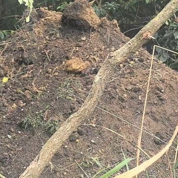 大量出售，松针腐殖土、黑土