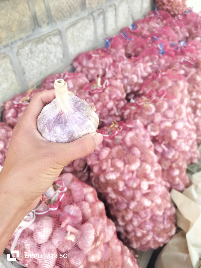 济南大青稞蒜种，金瑞蒜业
