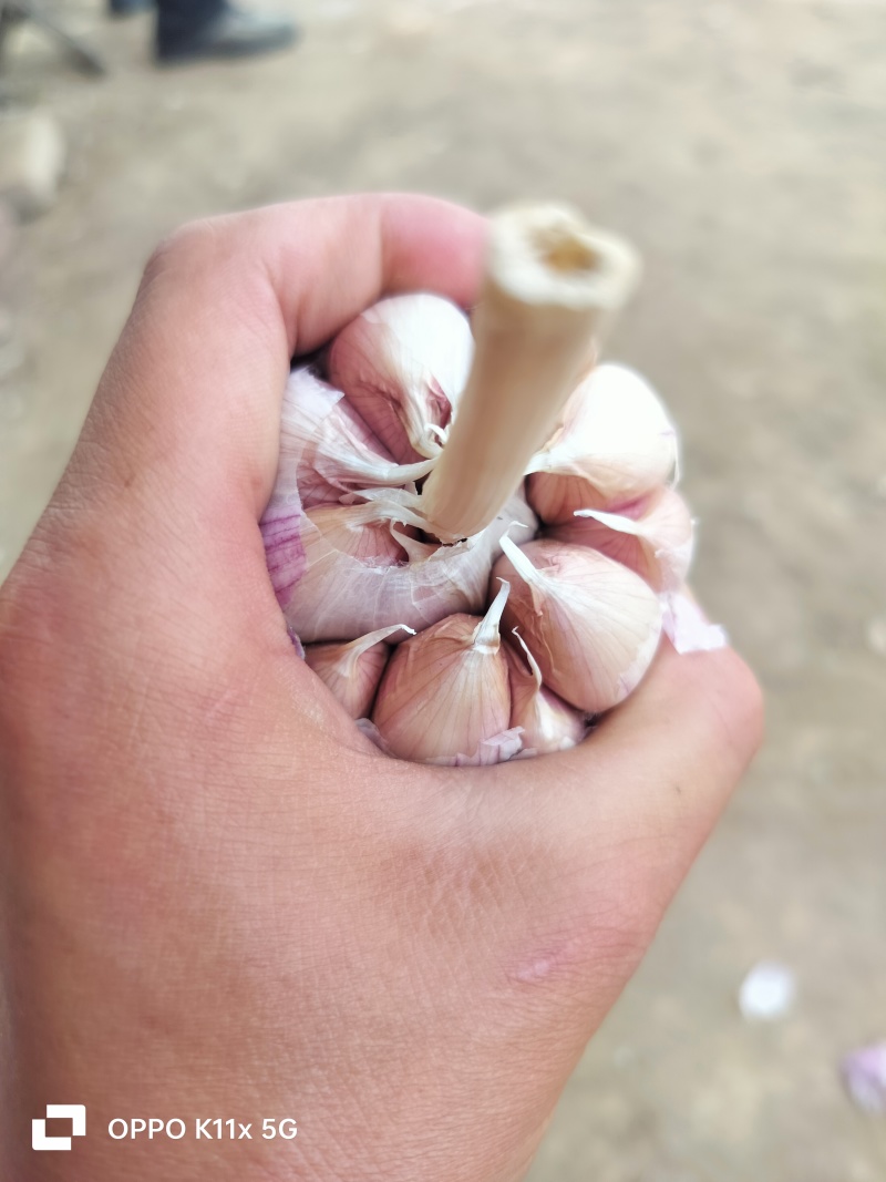 🔥蒜种特惠来袭！2025年6月18日济南大青棵蒜种**报价