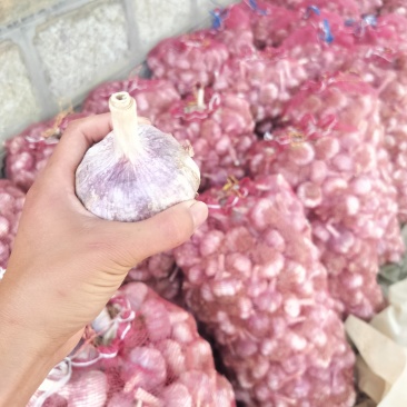 🔥蒜种特惠来袭！2025年6月18日济南大青棵蒜种**报价