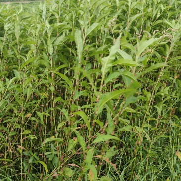 药材，水蓼草，（辣蓼草）
