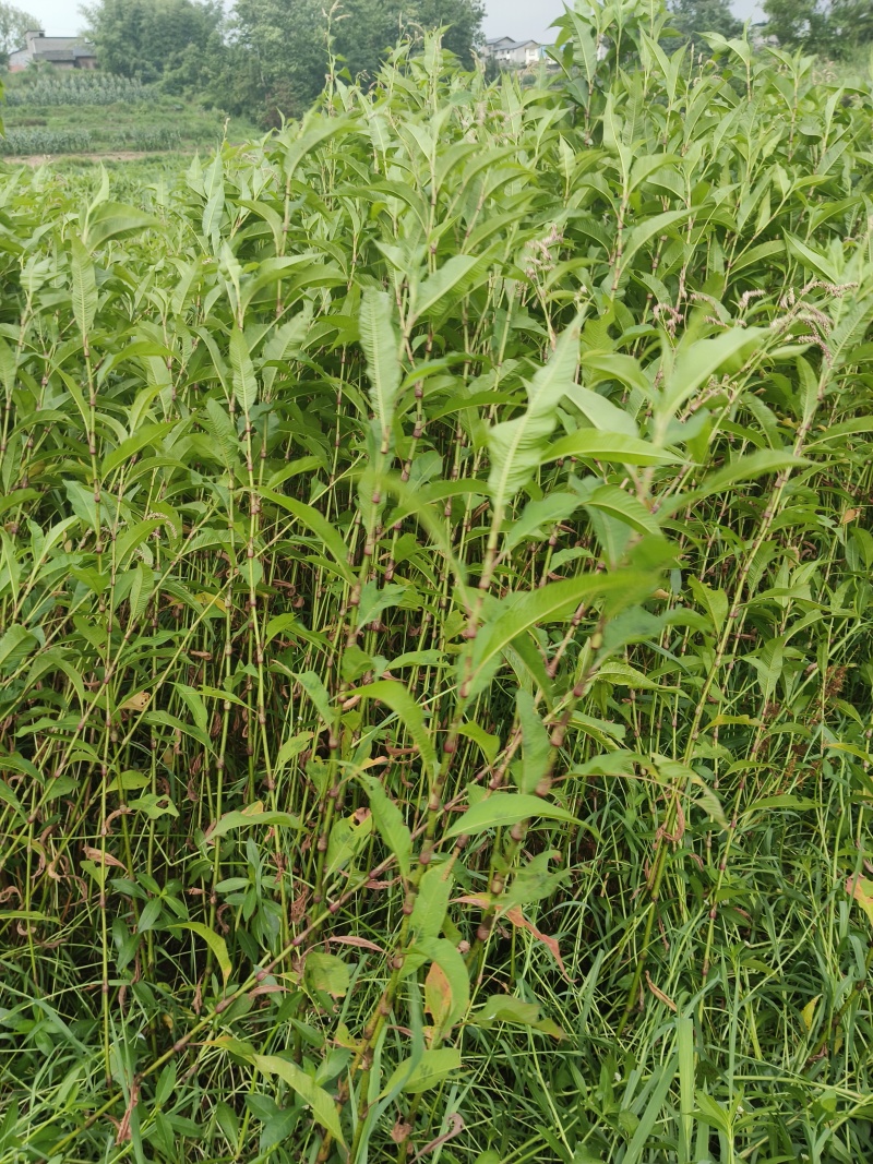 药材，水蓼草，（辣蓼草）
