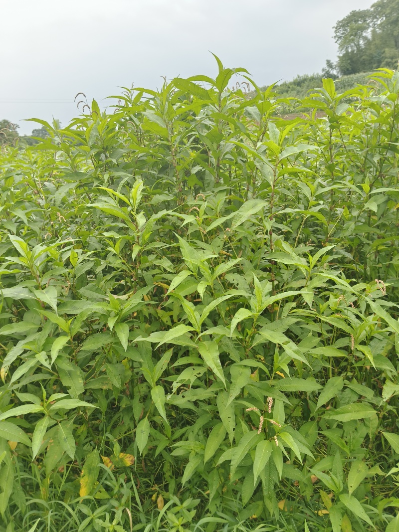 药材，水蓼草，（辣蓼草）