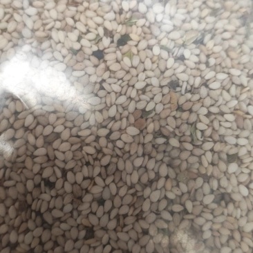 国产白芝麻