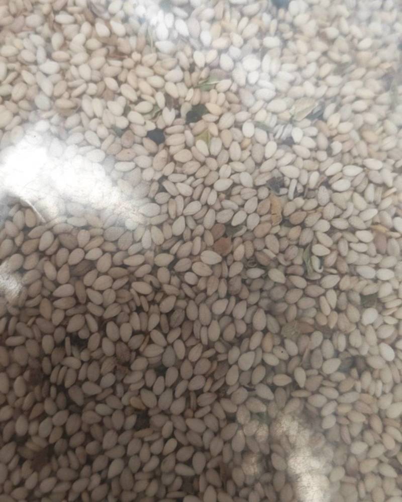 国产白芝麻