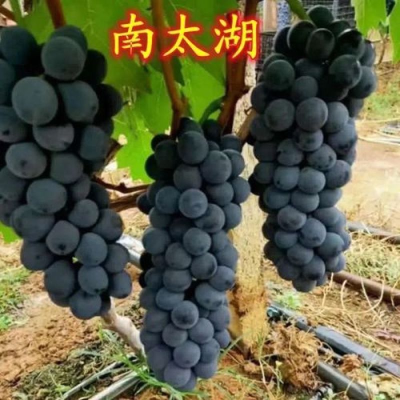 徐州市新沂市阿湖葡萄