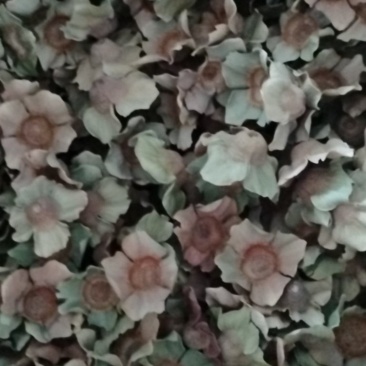 柿子蹄嫩里，老里